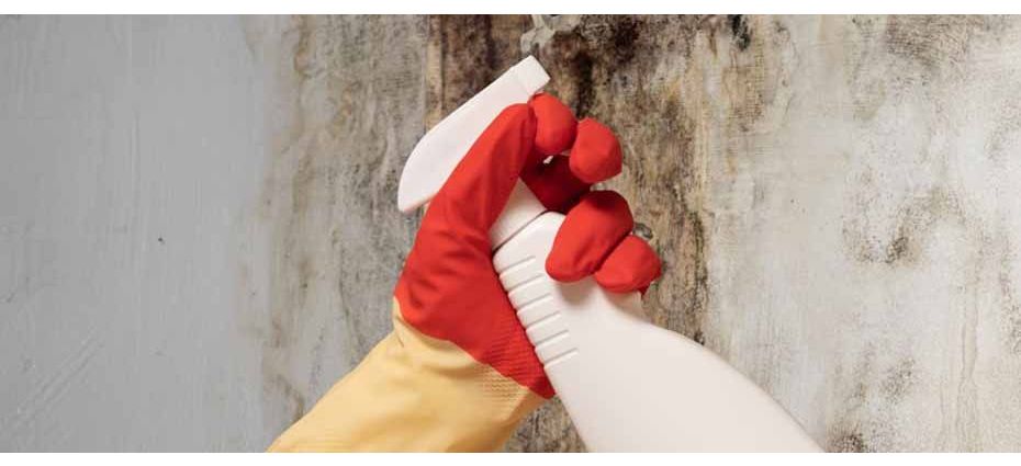 Buđ na zidu - odstranjivanje