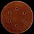 Brusni papir za eksc. brusilicu - fi 150 mm Praktik